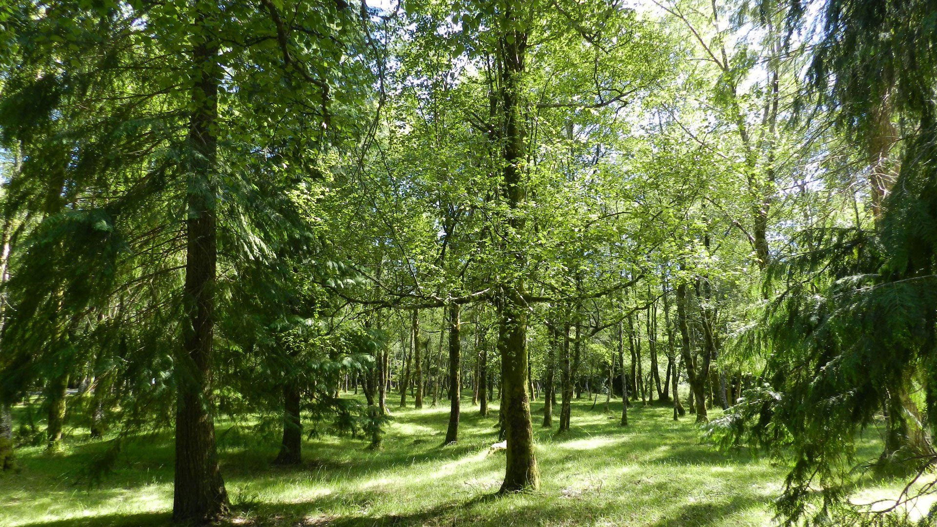 Le Bosquet de Forêt Mixte - Peneda-Gerês