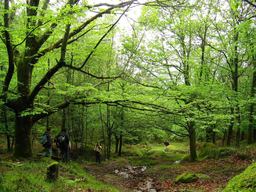 caminheiros_bosque